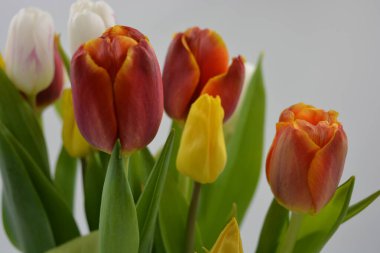 Bir buket çiçek, bahar, cam bir bardakta sergilenen parlak çiçekler. Kırmızı, beyaz, sarı lalelerin bileşimi uzun, yeşil yaprakların arka planında.