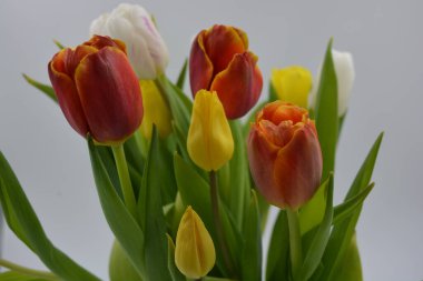 Bir buket çiçek, bahar, cam bir bardakta sergilenen parlak çiçekler. Kırmızı, beyaz, sarı lalelerin bileşimi uzun, yeşil yaprakların arka planında.