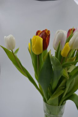 Bir buket çiçek, bahar, cam bir bardakta sergilenen parlak çiçekler. Kırmızı, beyaz, sarı lalelerin bileşimi uzun, yeşil yaprakların arka planında.