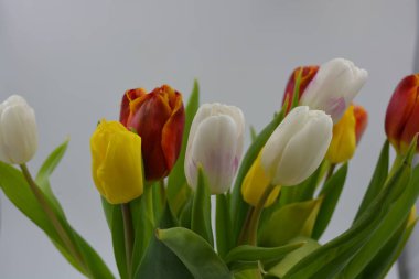 Bir buket çiçek, bahar, cam bir bardakta sergilenen parlak çiçekler. Kırmızı, beyaz, sarı lalelerin bileşimi uzun, yeşil yaprakların arka planında.