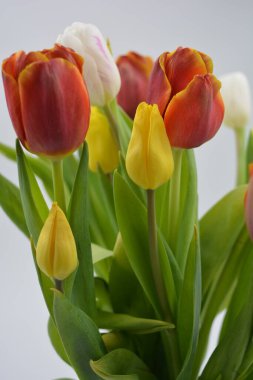 Bir buket çiçek, bahar, cam bir bardakta sergilenen parlak çiçekler. Kırmızı, beyaz, sarı lalelerin bileşimi uzun, yeşil yaprakların arka planında.