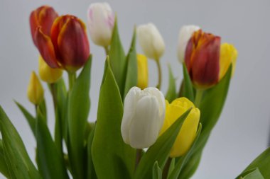 Bir buket çiçek, bahar, cam bir bardakta sergilenen parlak çiçekler. Kırmızı, beyaz, sarı lalelerin bileşimi uzun, yeşil yaprakların arka planında.