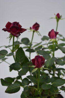 Çiçek buketi, kahverengi plastik bir saksıda koyu kırmızı gül fideleri.