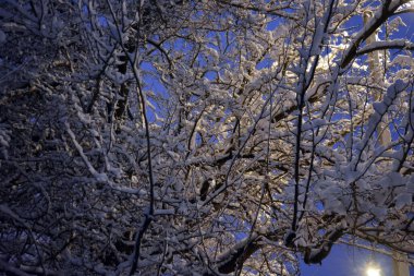 Güzel ve alışılmadık doğa, güzel kışlar, kalın bir kar tabakasıyla kaplı meyve ağaçları..