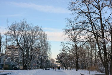 Güzel ve renkli kış havası, ağaçlar, yeşil köknar ağaçları ve çalılar beyaz karda duruyor. Dnipro Nehri yakınlarındaki güzel ve hoş bir park, Dnipro, Ukrayna şehri..