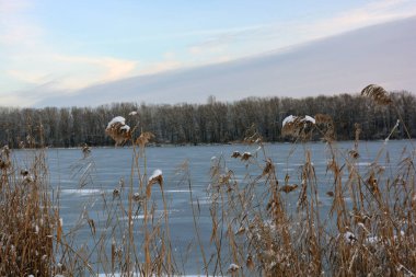 Güzel ve alışılmadık kış doğası, donmuş ve kalın buzla kaplı Dnipro nehri beyaz kar, ağaçlar, kuru altın buzlar..