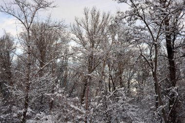 Güzel ve renkli kış havası, ağaçlar, yeşil köknar ağaçları ve çalılar beyaz karda duruyor. Dnipro Nehri yakınlarındaki güzel ve hoş bir park, Dnipro, Ukrayna şehri..