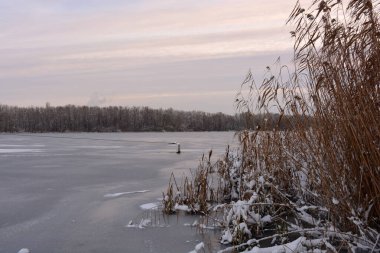 Güzel ve alışılmadık kış doğası, donmuş ve kalın buzla kaplı Dnipro nehri beyaz kar, ağaçlar, kuru altın buzlar..