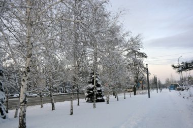 Güzel ve renkli kış havası, ağaçlar, yeşil köknar ağaçları ve çalılar beyaz karda duruyor. Dnipro Nehri yakınlarındaki güzel ve hoş bir park, Dnipro, Ukrayna şehri..