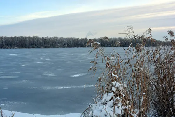 Güzel ve alışılmadık kış doğası, donmuş ve kalın buzla kaplı Dnipro nehri beyaz kar, ağaçlar, kuru altın buzlar..