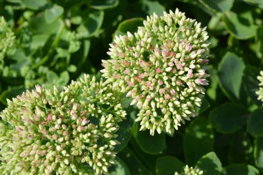 Güzel ve parlak manzara tasarımı, çiçek açan çiçekler. Sıra dışı yeşil yapraklı yeşil çiçekler, güneş ışığıyla aydınlatılıyor..