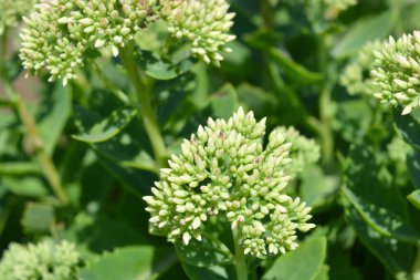 Güzel ve parlak manzara tasarımı, çiçek açan çiçekler. Sıra dışı yeşil yapraklı yeşil çiçekler, güneş ışığıyla aydınlatılıyor..