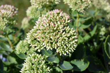 Güzel ve parlak manzara tasarımı, çiçek açan çiçekler. Sıra dışı yeşil yapraklı yeşil çiçekler, güneş ışığıyla aydınlatılıyor..