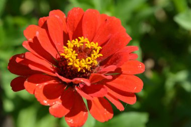 Bahçe düzenleme, parlak ve şenlikli çiçekler güneşte açıyor ve büyüyor. Zinnia 'nın büyük pembe ve kırmızı tomurcukları, disambiguasyon toprakta büyüyor..