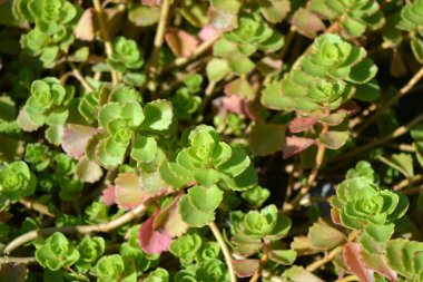 Güzel ve parlak manzara tasarımı, çiçek açan çiçekler. Sıra dışı yeşil yapraklı yeşil çiçekler, güneş ışığıyla aydınlatılıyor..