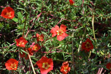 Güzel ve alışılmadık manzara tasarımı, alışılmadık kırmızı, kırmızı, mor, pembe, sarı çiçekli taşların arka planında.
