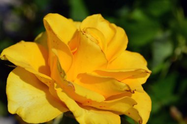 Bahçe düzenleme, parlak ve şenlikli çiçekler güneşte açıyor ve büyüyor. Karada büyüyen büyük, parlak, sarı gül tomurcukları..