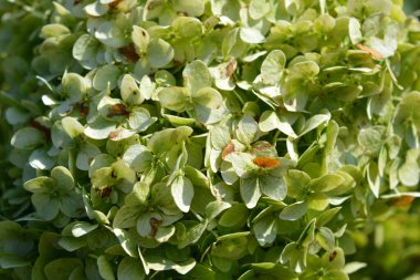 Güzel ve parlak manzara tasarımı, çiçek açan çiçekler. Büyük çiçek başlıklı yeşil ortanca çiçekleri, güneş ışığıyla aydınlatılır..