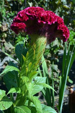 Bahçe düzenleme, güzel, dekoratif çiçekli güzel bir çalı. Celosia argentea çiçekleri, tüylü horoz tarağı, kiraz horozu şeklinde gümüş horoz tarağı ve güneş tarafından aydınlatılmış..