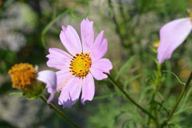 Peyzaj, güzel çiçekli güzel bir çalı. Mor, pembe taç yaprakları ve sarı bir merkezi olan çiçekler, güneşle aydınlanır..
