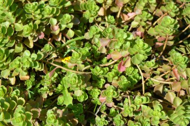 Güzel ve parlak manzara tasarımı, çiçek açan çiçekler. Sıra dışı yeşil yapraklı yeşil çiçekler, güneş ışığıyla aydınlatılıyor..