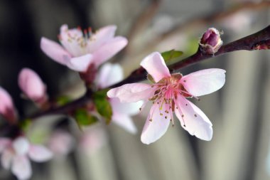 Güzel bahar havası, pembe çiçekli şeftali dalı küçük, yeşil yapraklı çiçekler..