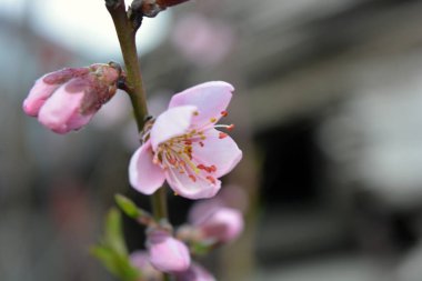 Güzel bahar havası, pembe çiçekli şeftali dalı küçük, yeşil yapraklı çiçekler..