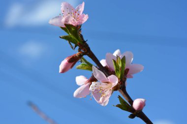 Parlak mavi gökyüzü ile güzel bir bahar havası. Küçük yeşil yapraklı şeftali dallarının pembe çiçekleri..