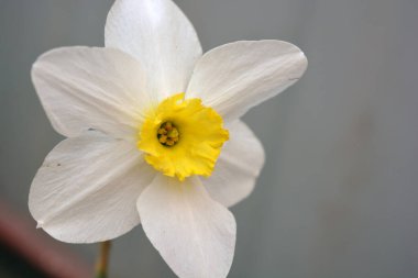 Güzel çiçekli ev dekorasyonunun güzel ve parlak fotoğrafları. Büyük çiçek ve nergis tomurcukları, narsis ve yeşil yapraklı Jonquil..