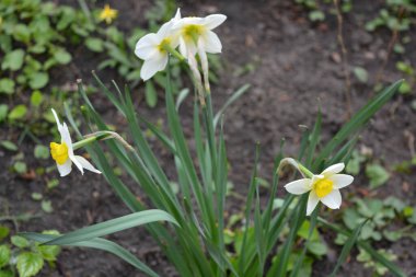 Güzel çiçekli ev dekorasyonunun güzel ve parlak fotoğrafları. Büyük çiçek ve nergis tomurcukları, narsis ve yeşil yapraklı Jonquil..