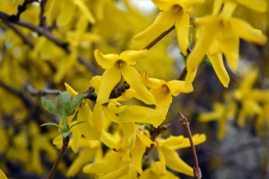 Güzel peyzaj, bahar havası. Parlak sarı frenk üzümü çiçekleri, bahçede yetişen bir çalılığın sıra dışı dalları..