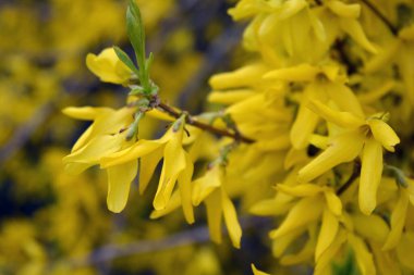 Güzel peyzaj, bahar havası. Parlak sarı frenk üzümü çiçekleri, bahçede yetişen bir çalılığın sıra dışı dalları..