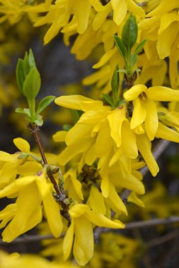 Güzel peyzaj, bahar havası. Parlak sarı frenk üzümü çiçekleri, bahçede yetişen bir çalılığın sıra dışı dalları..