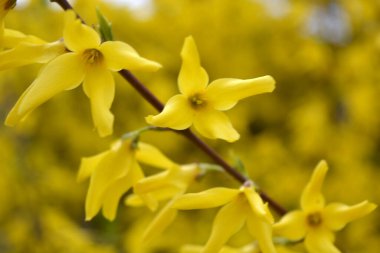 Güzel peyzaj, bahar havası. Parlak sarı frenk üzümü çiçekleri, bahçede yetişen bir çalılığın sıra dışı dalları..