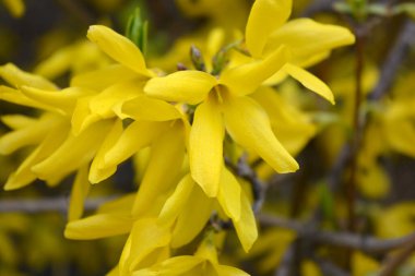Güzel peyzaj, bahar havası. Parlak sarı frenk üzümü çiçekleri, bahçede yetişen bir çalılığın sıra dışı dalları..