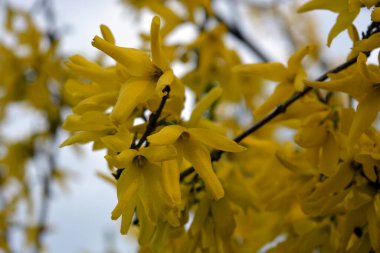 Güzel peyzaj, bahar havası. Parlak sarı frenk üzümü çiçekleri, bahçede yetişen bir çalılığın sıra dışı dalları..