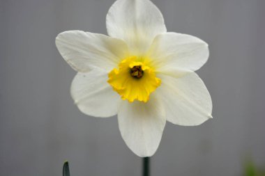 Güzel çiçekli ev dekorasyonunun güzel ve parlak fotoğrafları. Büyük çiçek ve nergis tomurcukları, narsis ve yeşil yapraklı Jonquil..