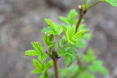 Ev bahçesi, bitkiler, meyve çalıları. Genç yeşil yapraklar, filizler, ahududu dalları.