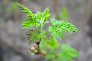 Ev bahçesi, bitkiler, meyve çalıları. Genç yeşil yapraklar, filizler, ahududu dalları.