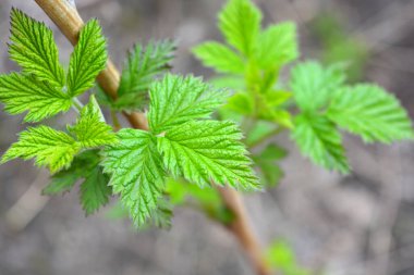 Ev bahçesi, bitkiler, meyve çalıları. Genç yeşil yapraklar, filizler, ahududu dalları.