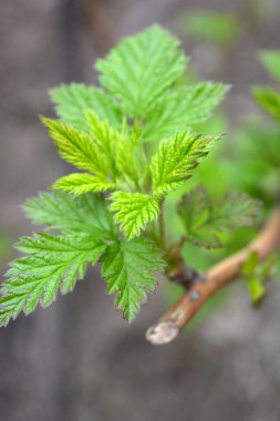 Ev bahçesi, bitkiler, meyve çalıları. Genç yeşil yapraklar, filizler, ahududu dalları.