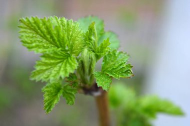 Ev bahçesi, bitkiler, meyve çalıları. Genç yeşil yapraklar, filizler, ahududu dalları.