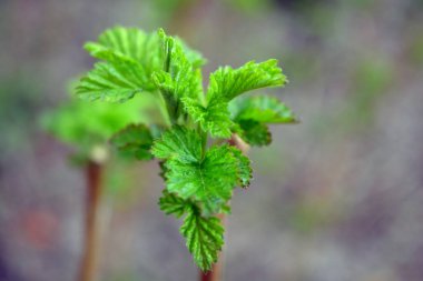 Ev bahçesi, bitkiler, meyve çalıları. Genç yeşil yapraklar, filizler, ahududu dalları.
