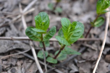 Güzel doğa, baharda büyüyen bitkiler ve çiçekler. Bir ev bahçesinde yerde yetişen küçük yeşil nane çalıları..