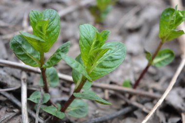 Güzel doğa, baharda büyüyen bitkiler ve çiçekler. Bir ev bahçesinde yerde yetişen küçük yeşil nane çalıları..