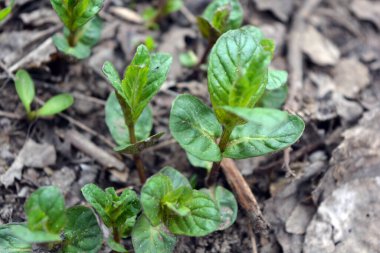 Güzel doğa, baharda büyüyen bitkiler ve çiçekler. Bir ev bahçesinde yerde yetişen küçük yeşil nane çalıları..