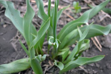 Güzel ve alışılmadık doğa, bitkiler, bahar çiçekleri. Ev bahçesinde yetişen yeşil yapraklı genç lale çalıları.