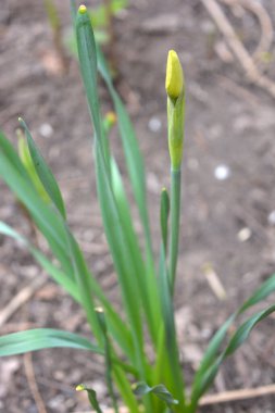 Güzel ve alışılmadık doğa, bitkiler, bahar çiçekleri. Genç nergisler, ev bahçesinde yetişen taze çiçek filizleri.