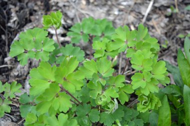 Güzel ve alışılmadık doğa, bitkiler, bahar çiçekleri. Genç, taze çiçek filizleri ev bahçesinde büyüyor..