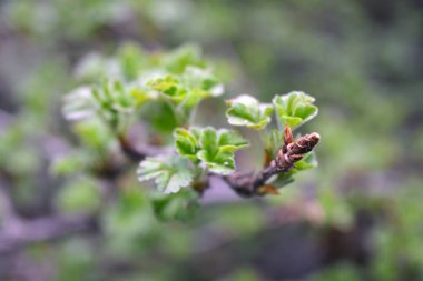 Güzel doğa, baharda büyüyen bitkiler. Frenk üzümünün taze ve taze filizleri ve güzel yeşil yaprakları..